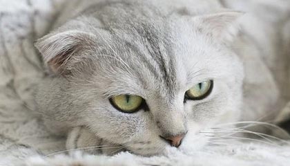 KAIYUNAPP-赛车工程师揭秘：调校技巧让速度更上一层楼，赛车工作